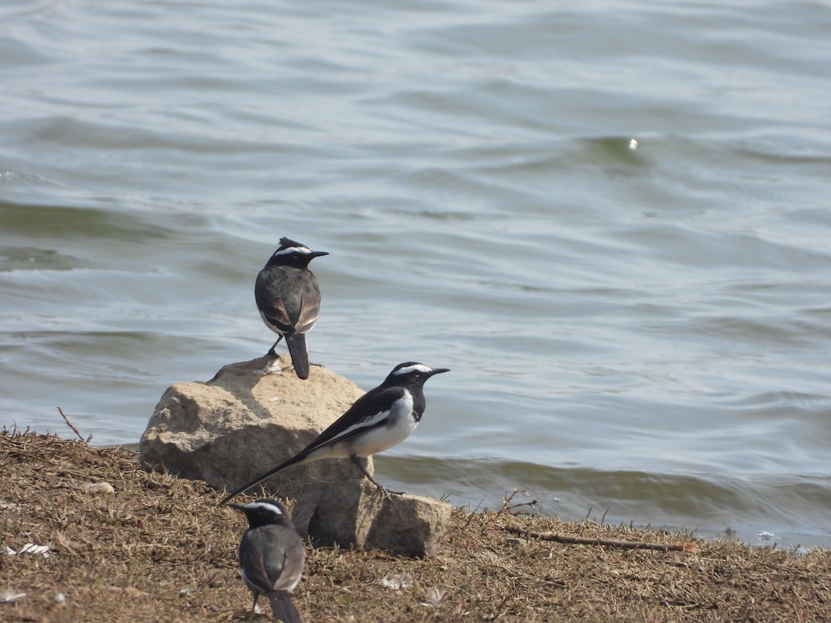 Lavandera India - ML647357599