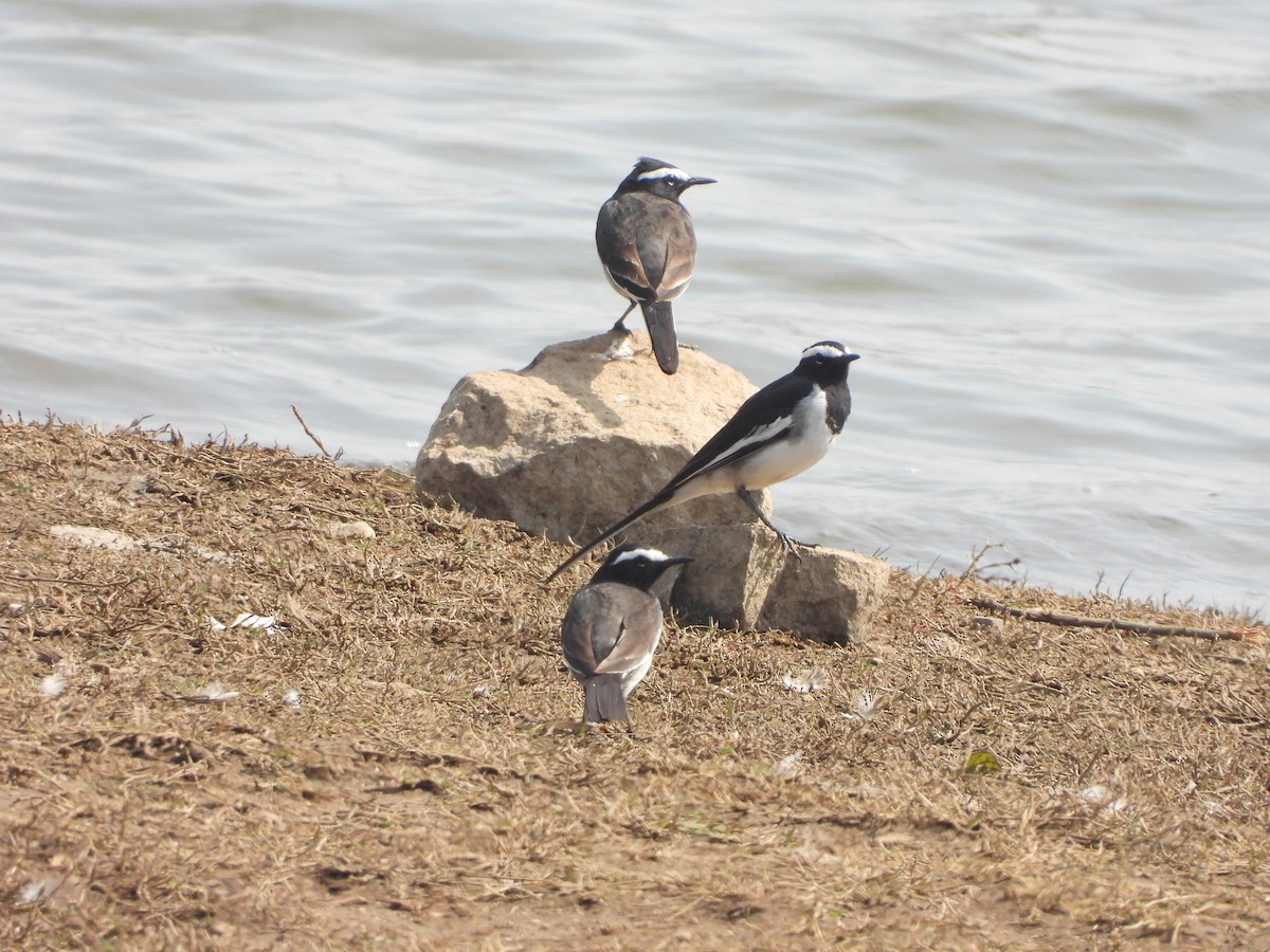 Lavandera India - ML647357600