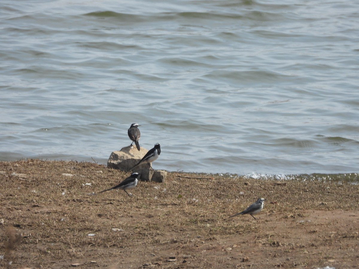 Lavandera India - ML647357601