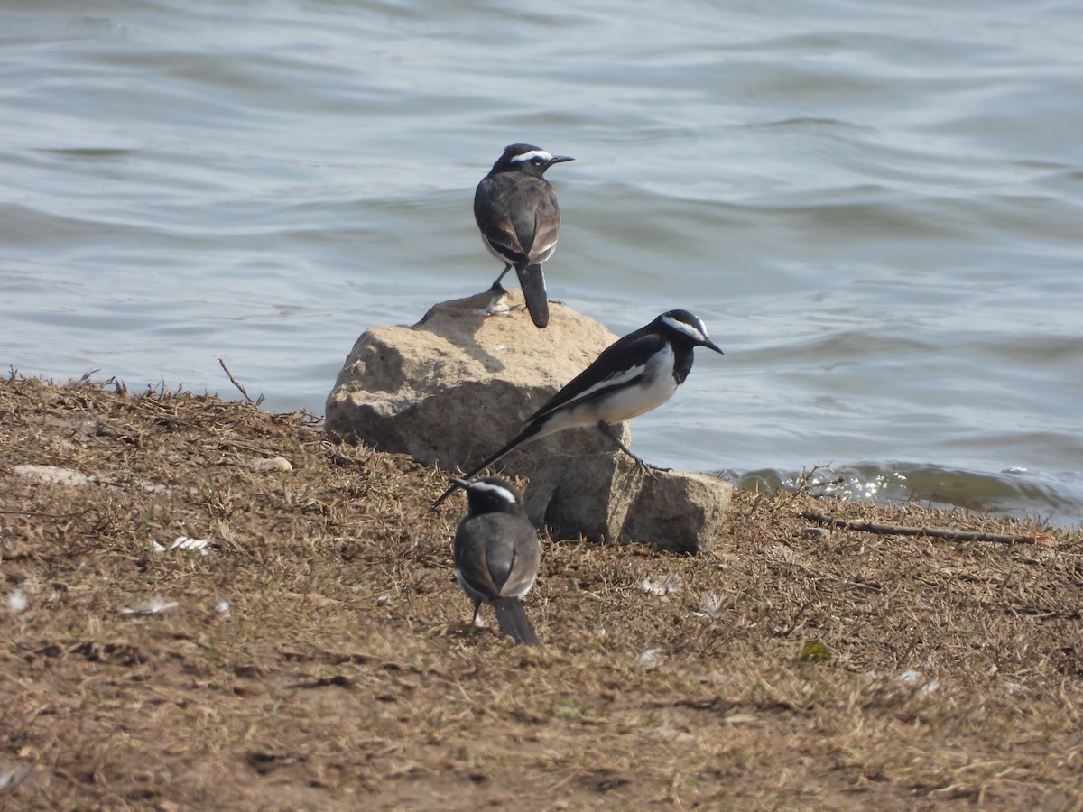 Lavandera India - ML647357602