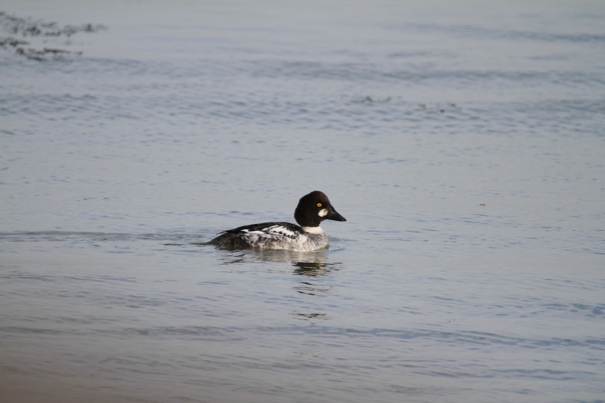 Murgilari urrebegia - ML647357603