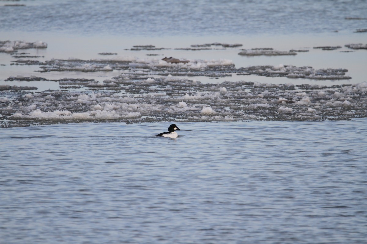 Murgilari urrebegia - ML647357605