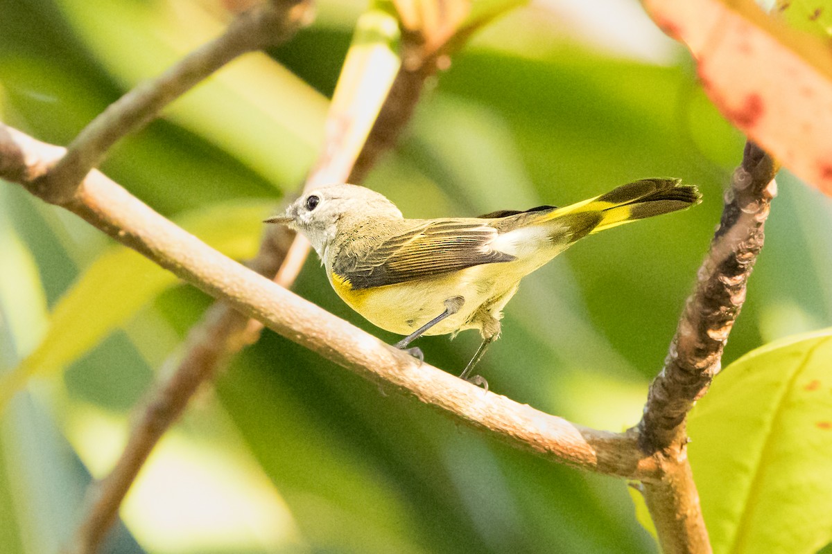 סבכון חכלילי - ML647357609