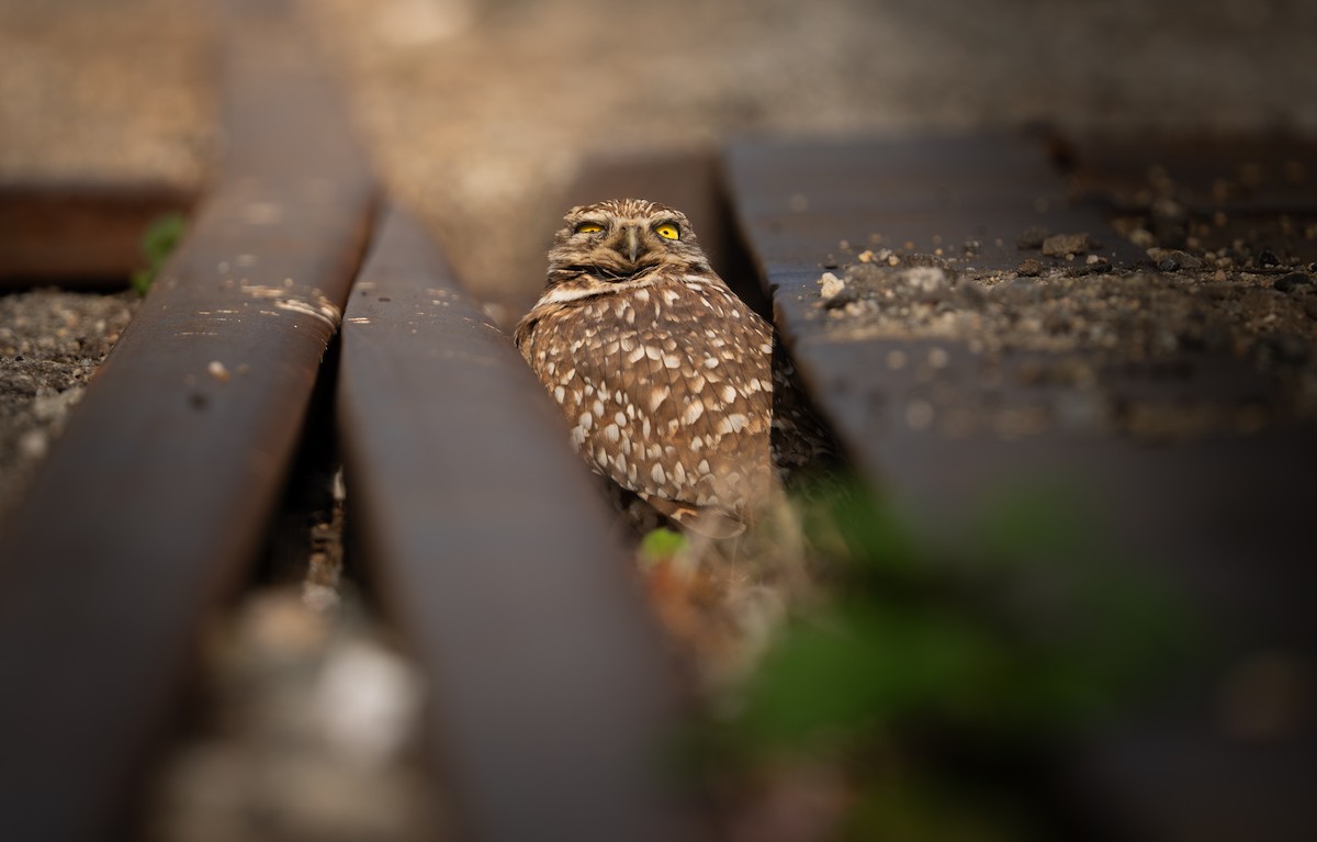 Burrowing Owl - ML647357610