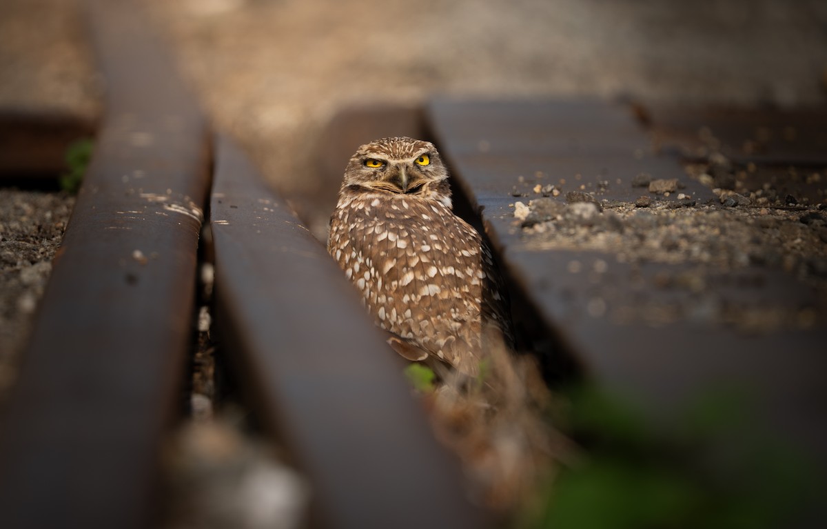 Burrowing Owl - ML647357614