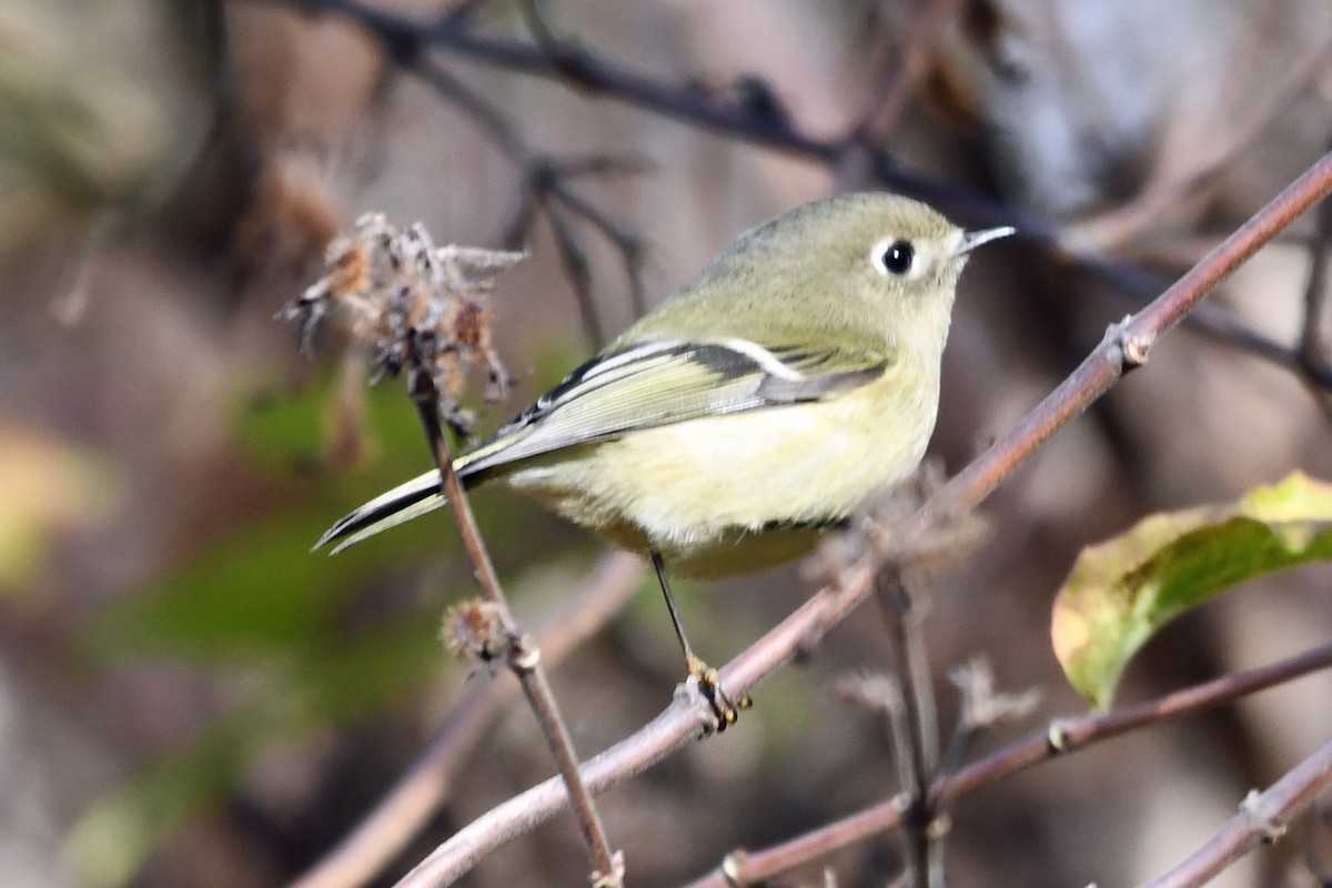 Ruby-crowned Kinglet - ML647357617