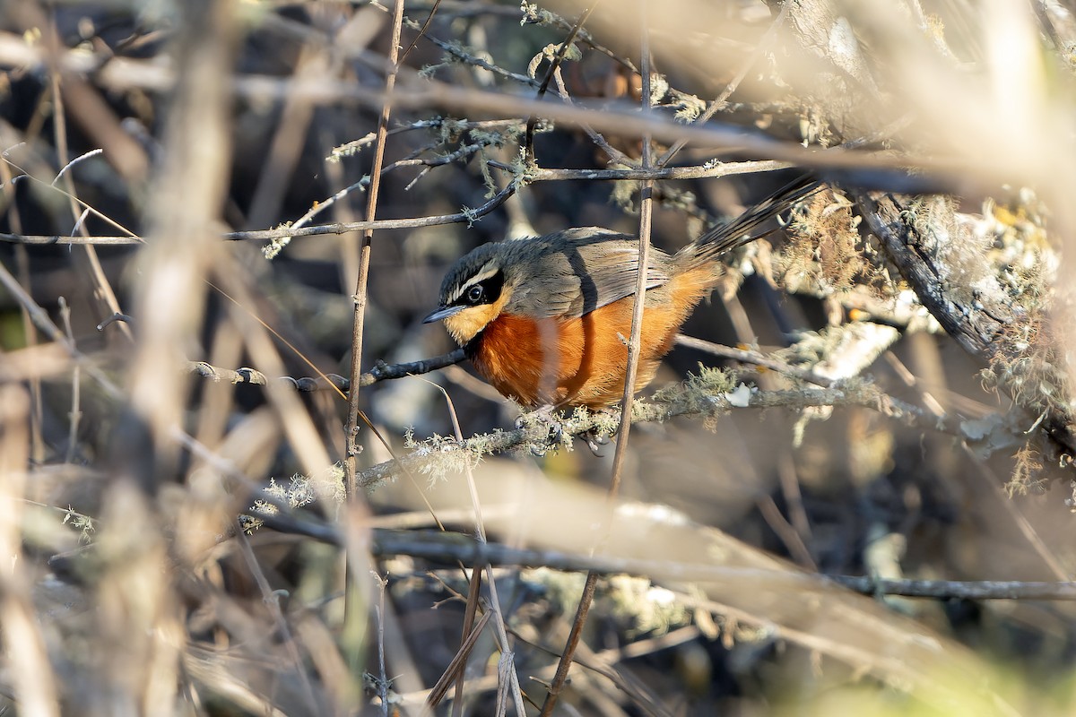 Zeytin Tepeli Hilalgerdan - ML647357618