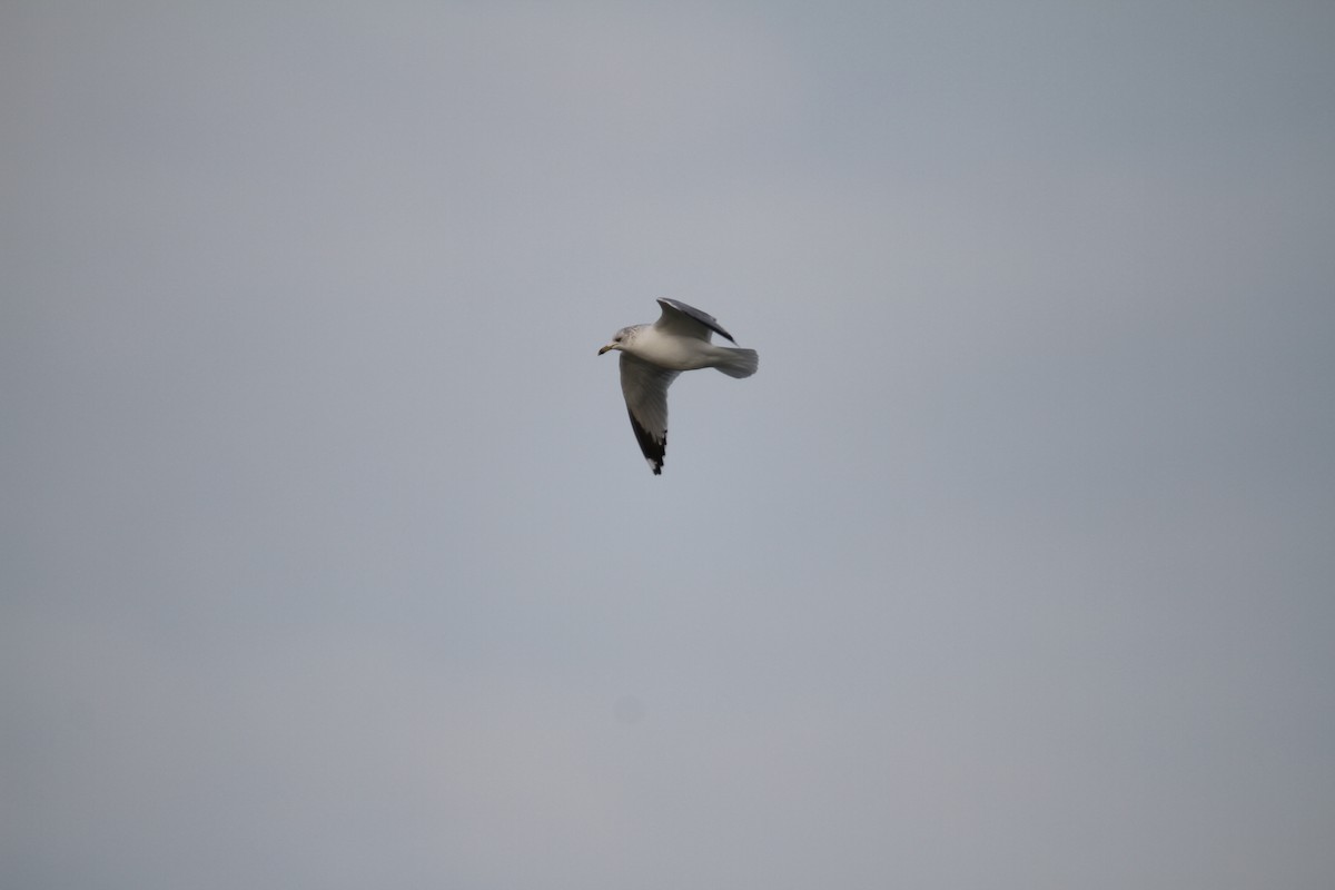 Delawareko kaioa - ML647357620