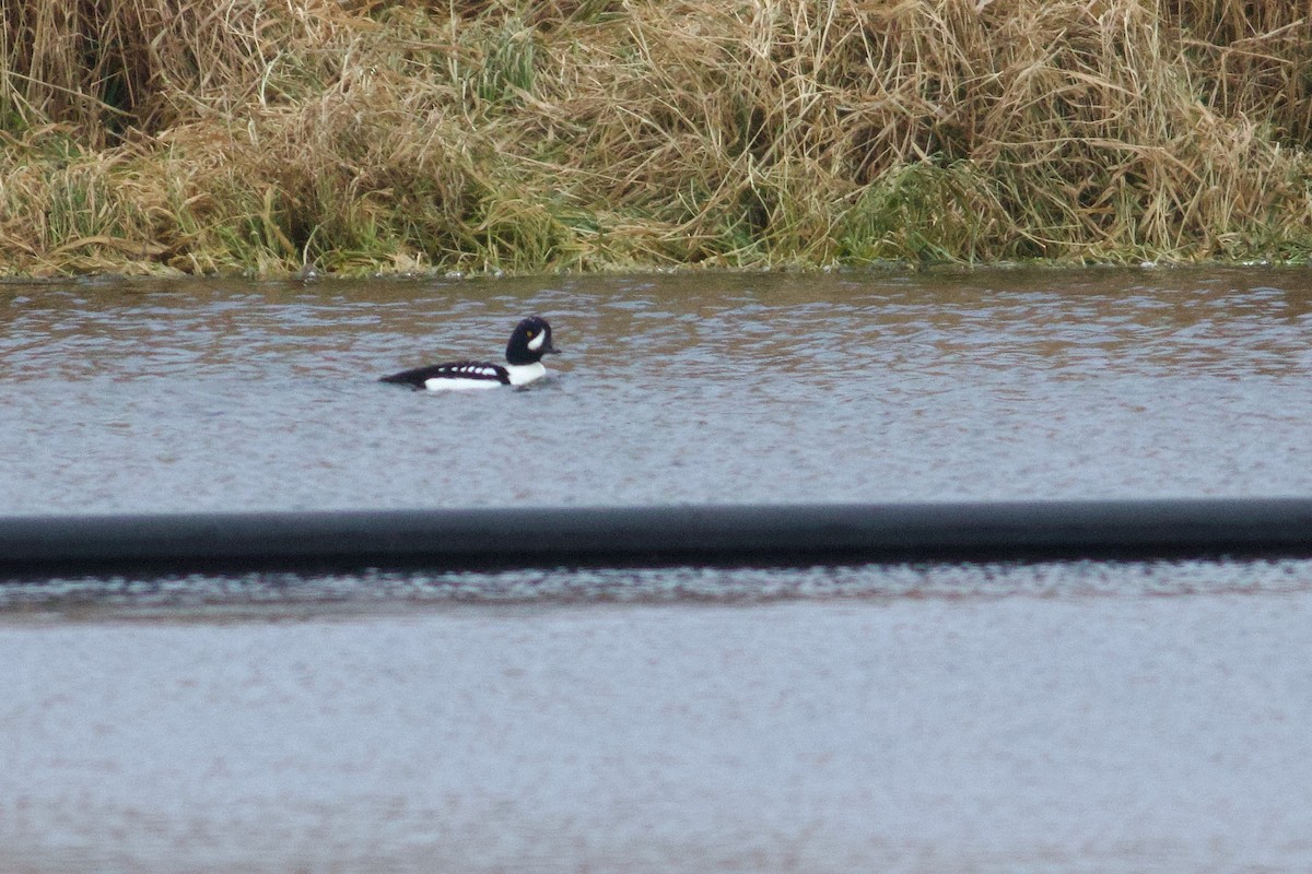 Murgilari islandiarra - ML647357622