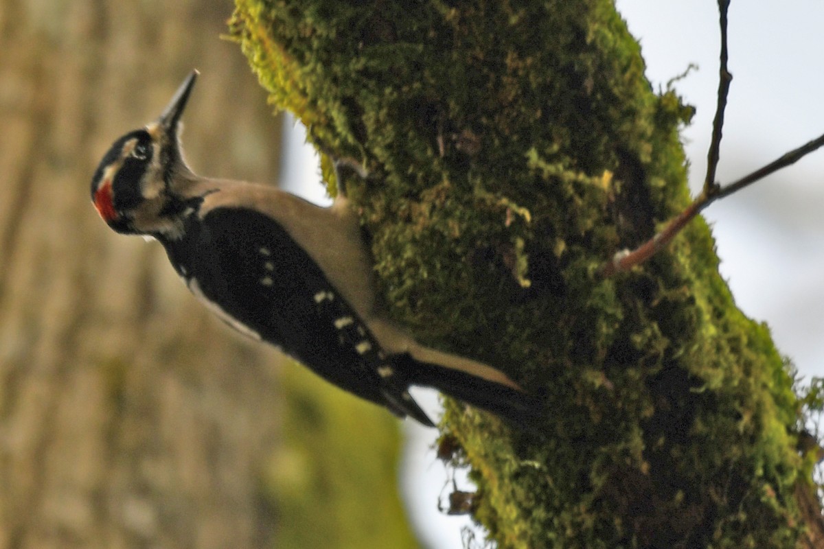 Hairy Woodpecker - ML647357623