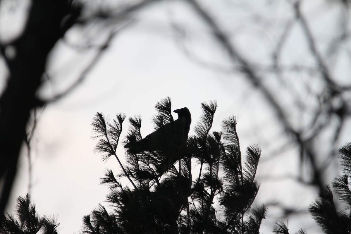 Erroi handia - ML647357626