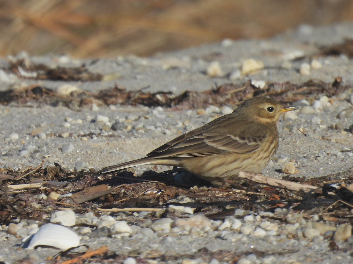 Txirta amerikarra - ML647357628