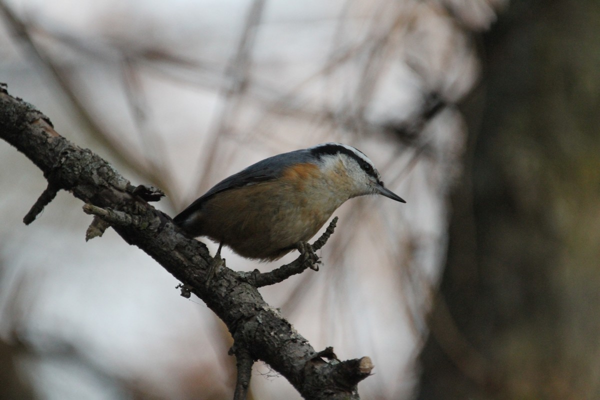 Garrapo kanadarra - ML647357631