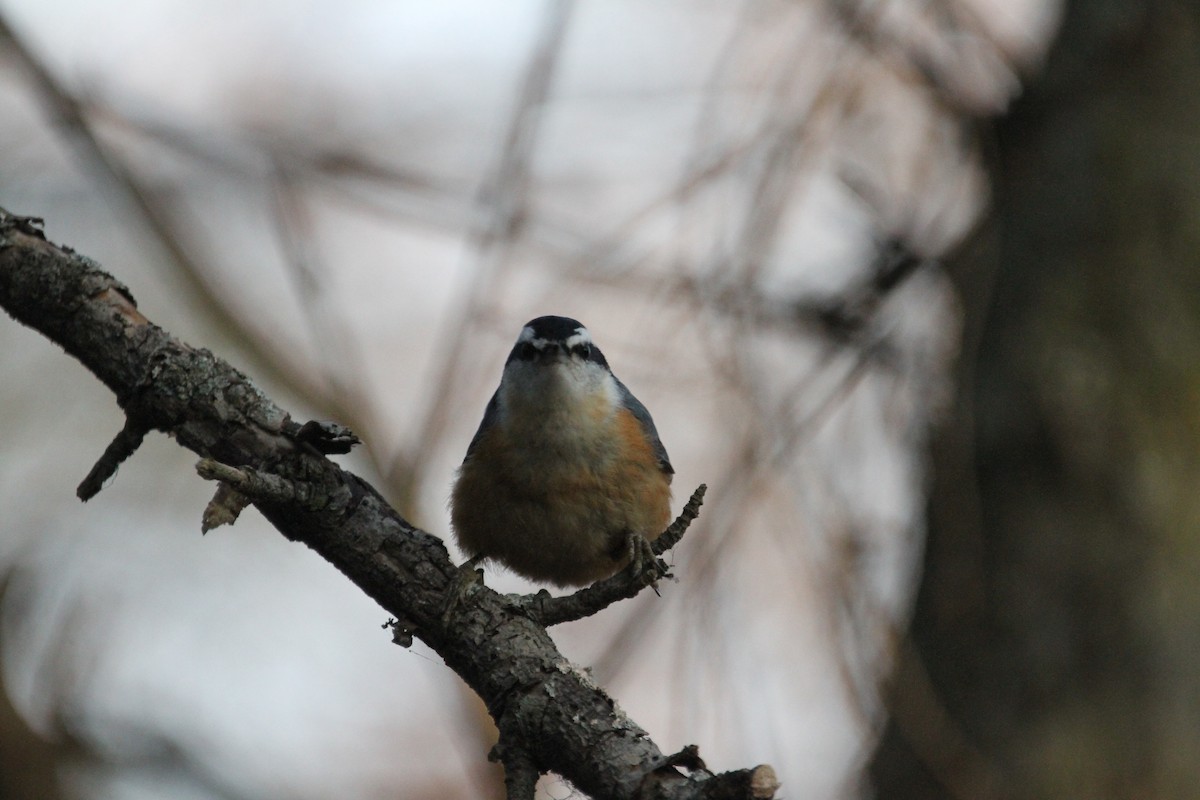 Garrapo kanadarra - ML647357632