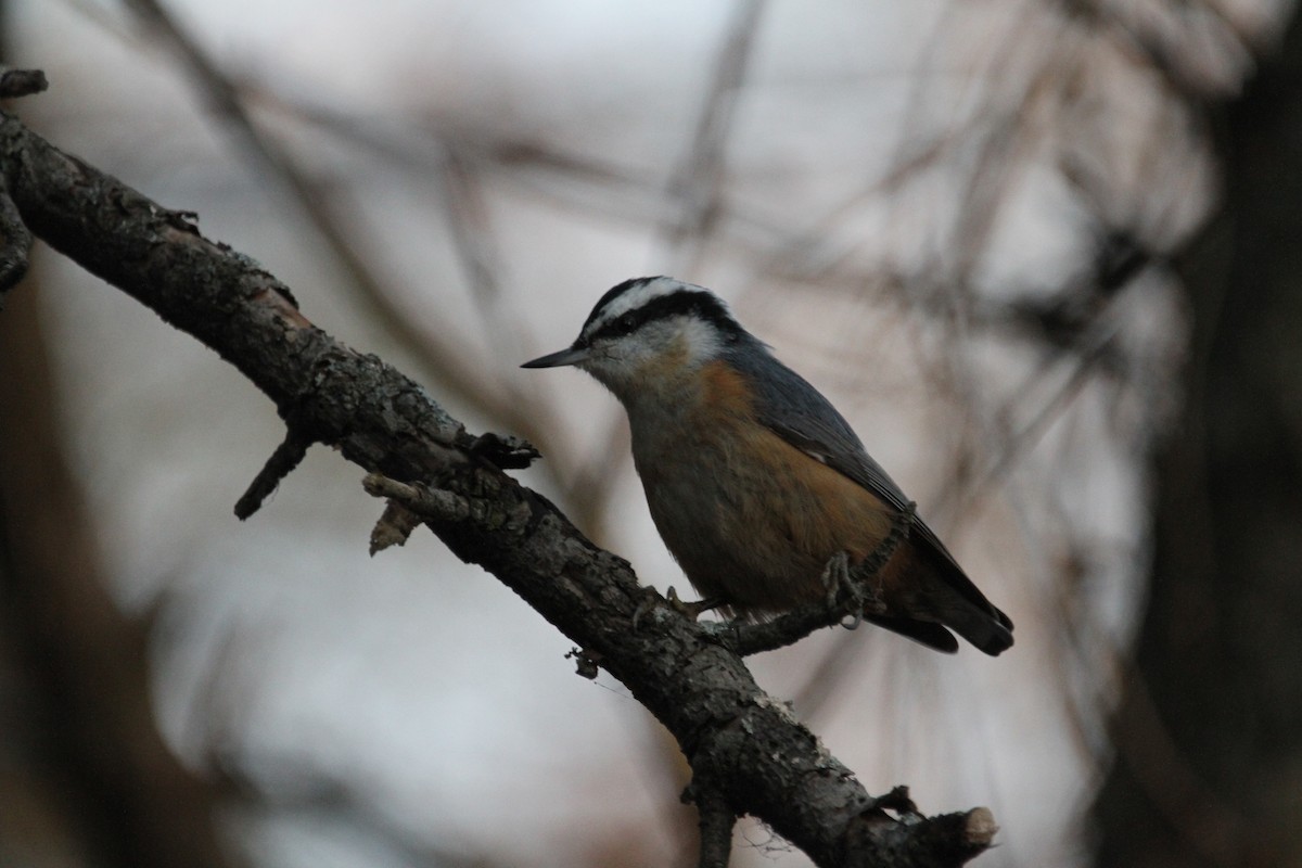 Garrapo kanadarra - ML647357633