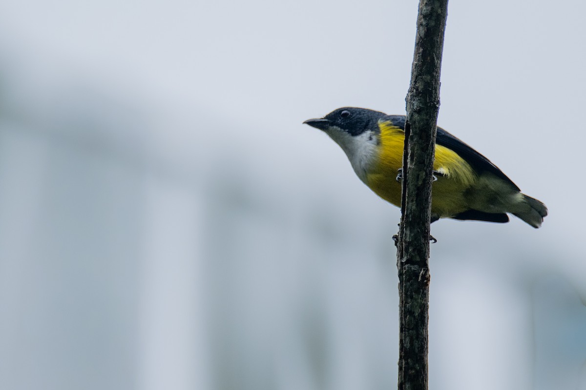 White-throated Flowerpecker - ML647357635