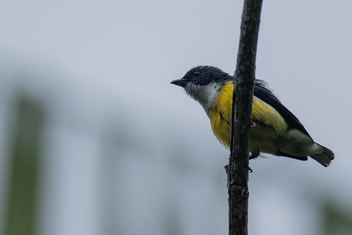 White-throated Flowerpecker - ML647357636