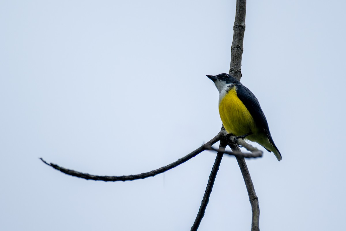 White-throated Flowerpecker - ML647357637