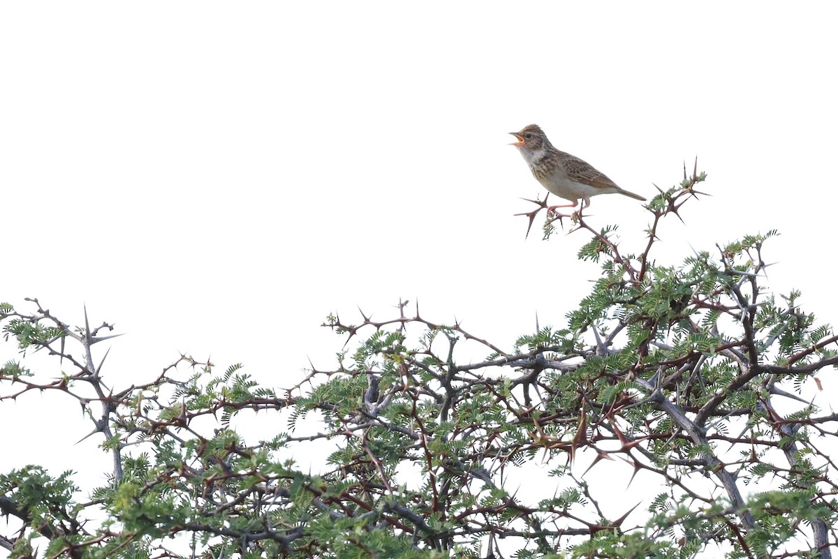 Monotonous Lark - ML647357638