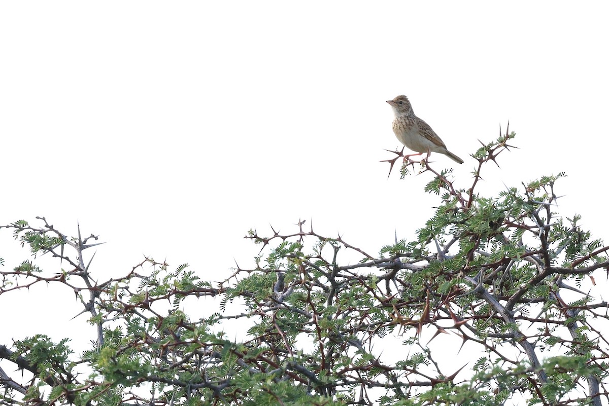 Monotonous Lark - ML647357639