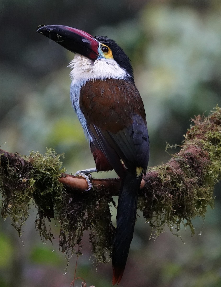 Black-billed Mountain-Toucan - ML647357642