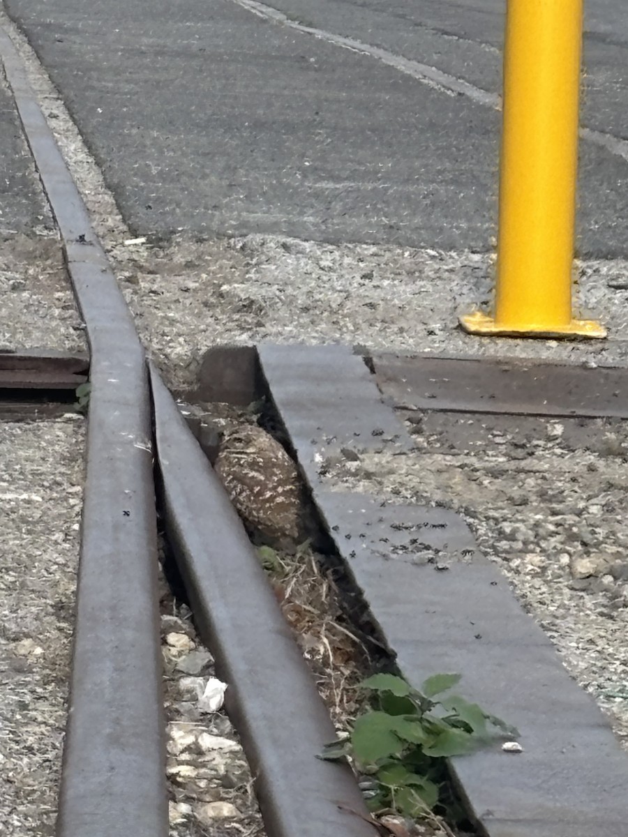 Burrowing Owl - ML647357643