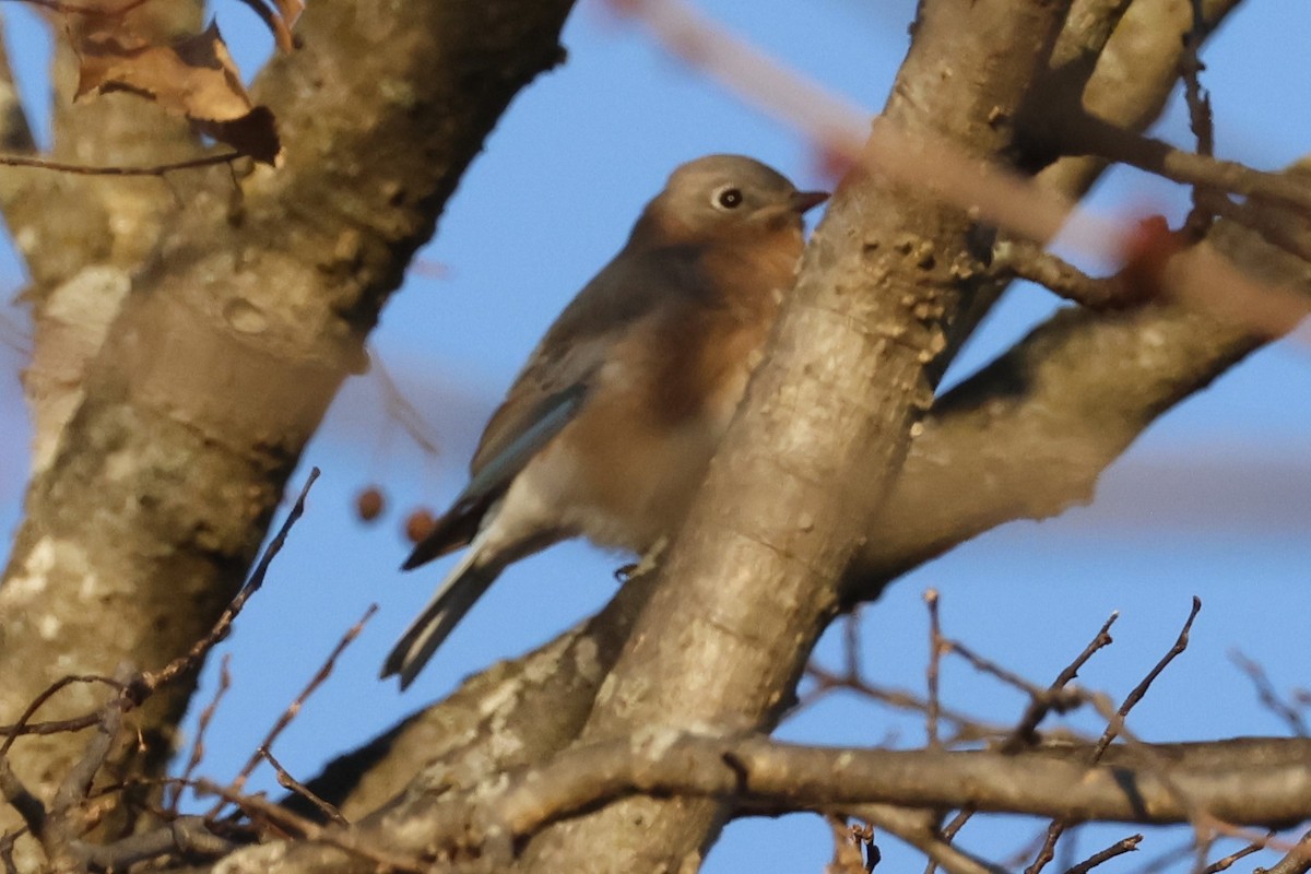 Eastern Bluebird - ML647357645