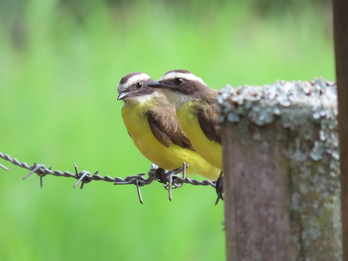 Rusty-margined Flycatcher - ML647357646