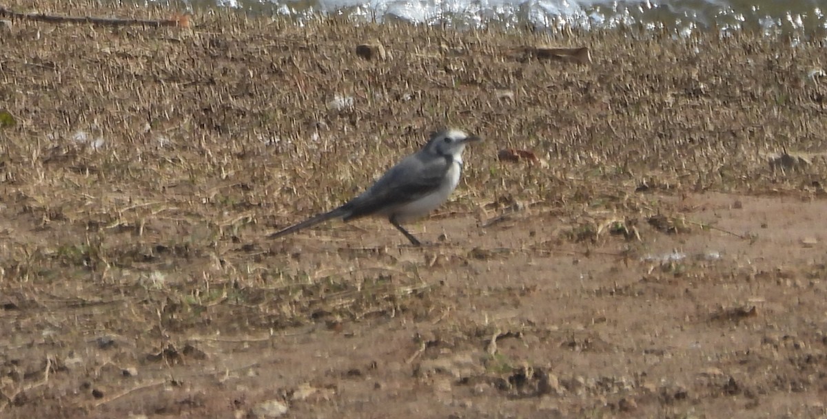 linerle - ML647357682