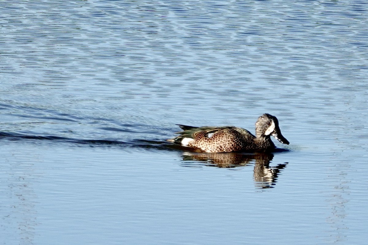Sarcelle à ailes bleues - ML647357700