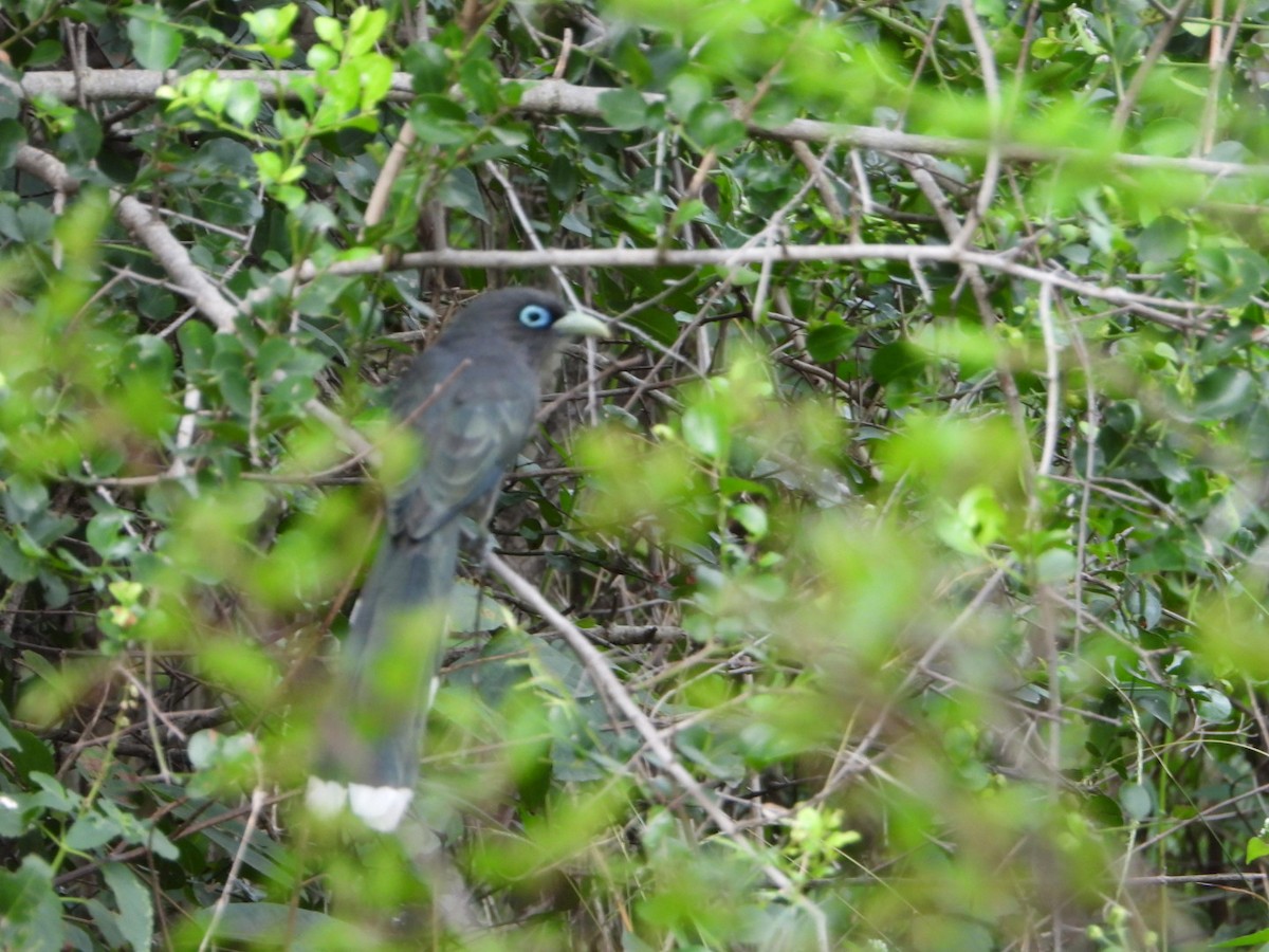 Синеглазая малкоа - ML647357720