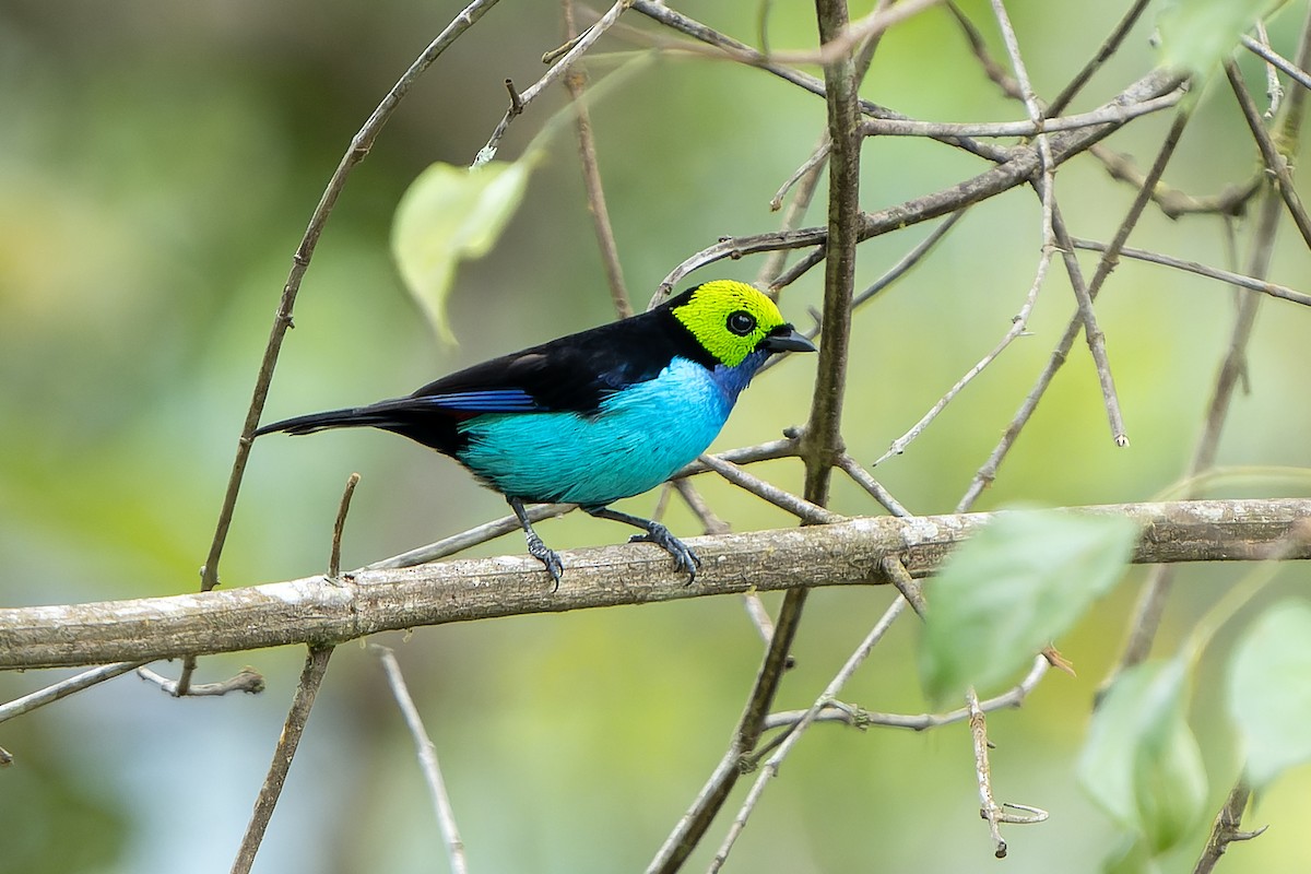 Paradise Tanager - ML647357726