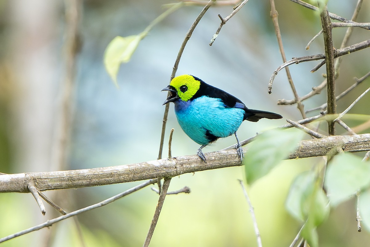 Paradise Tanager - ML647357727