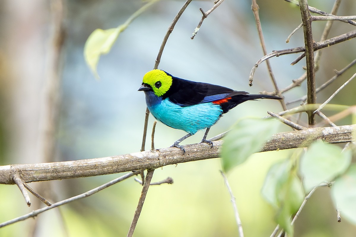 Paradise Tanager - ML647357728
