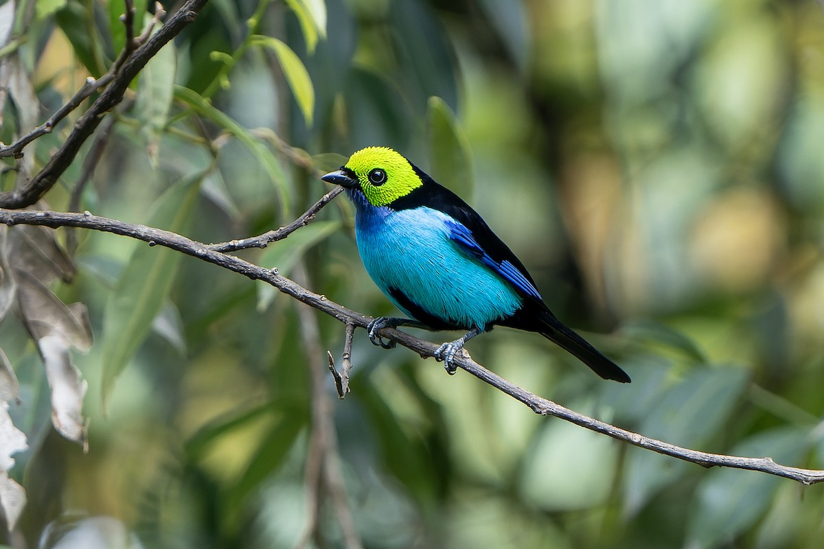 Paradise Tanager - ML647357729