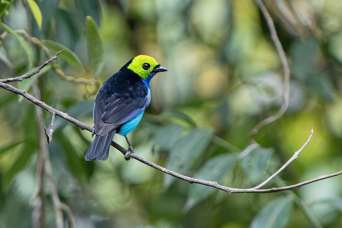 Paradise Tanager - ML647357730