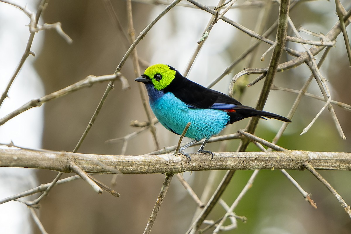 Paradise Tanager - ML647357731