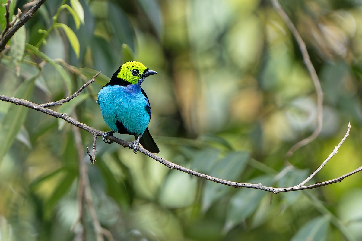 Paradise Tanager - ML647357732