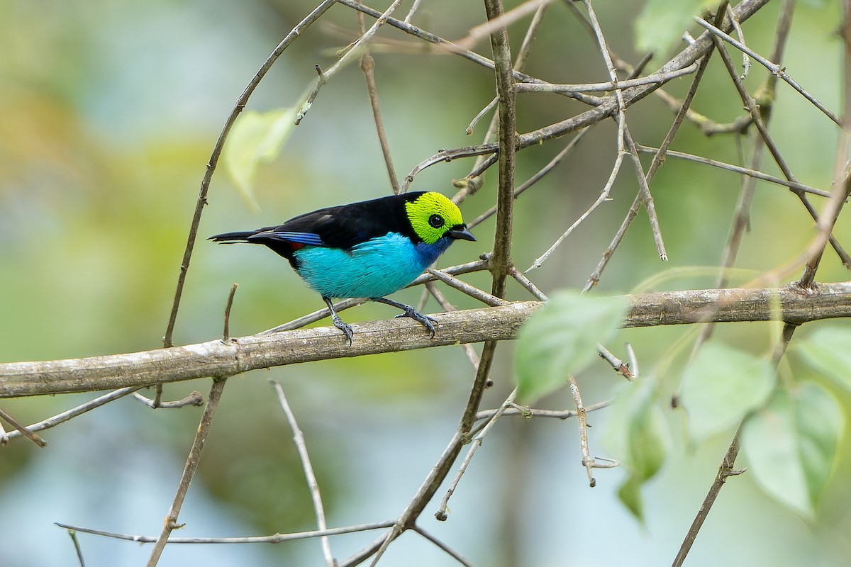 Paradise Tanager - ML647357734