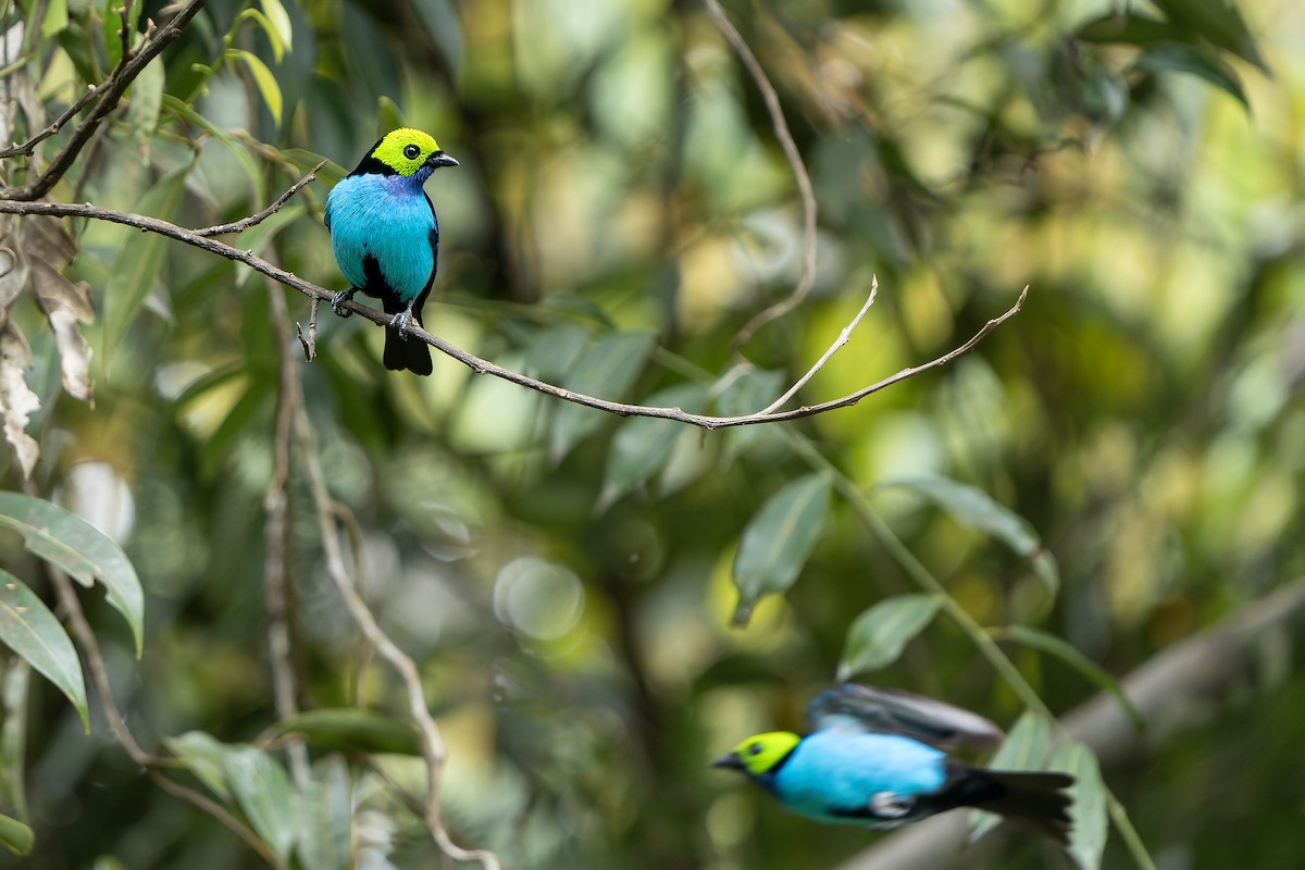 Paradise Tanager - ML647357736