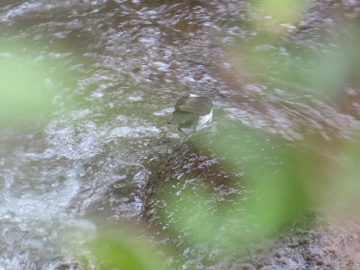 White-capped Dipper - ML647357758