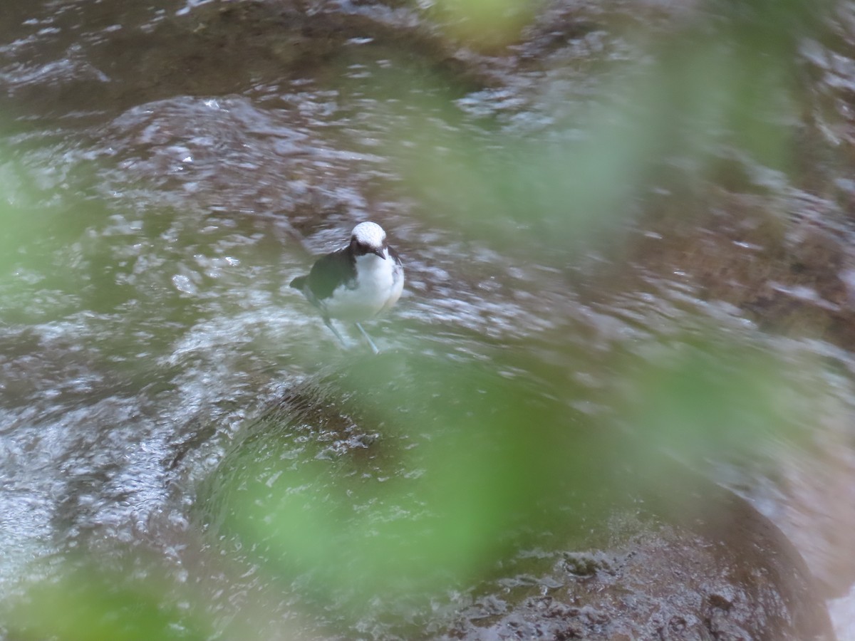 White-capped Dipper - ML647357759