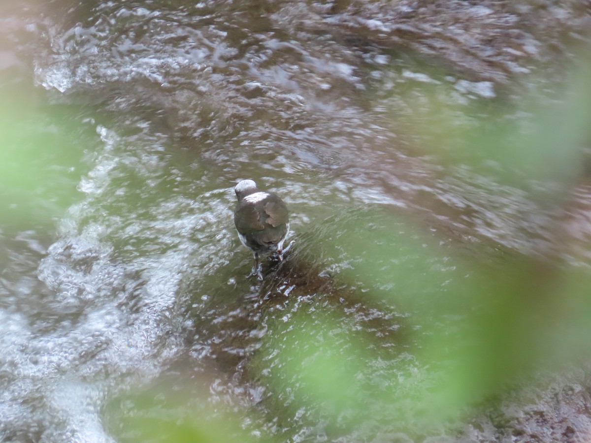 White-capped Dipper - ML647357760