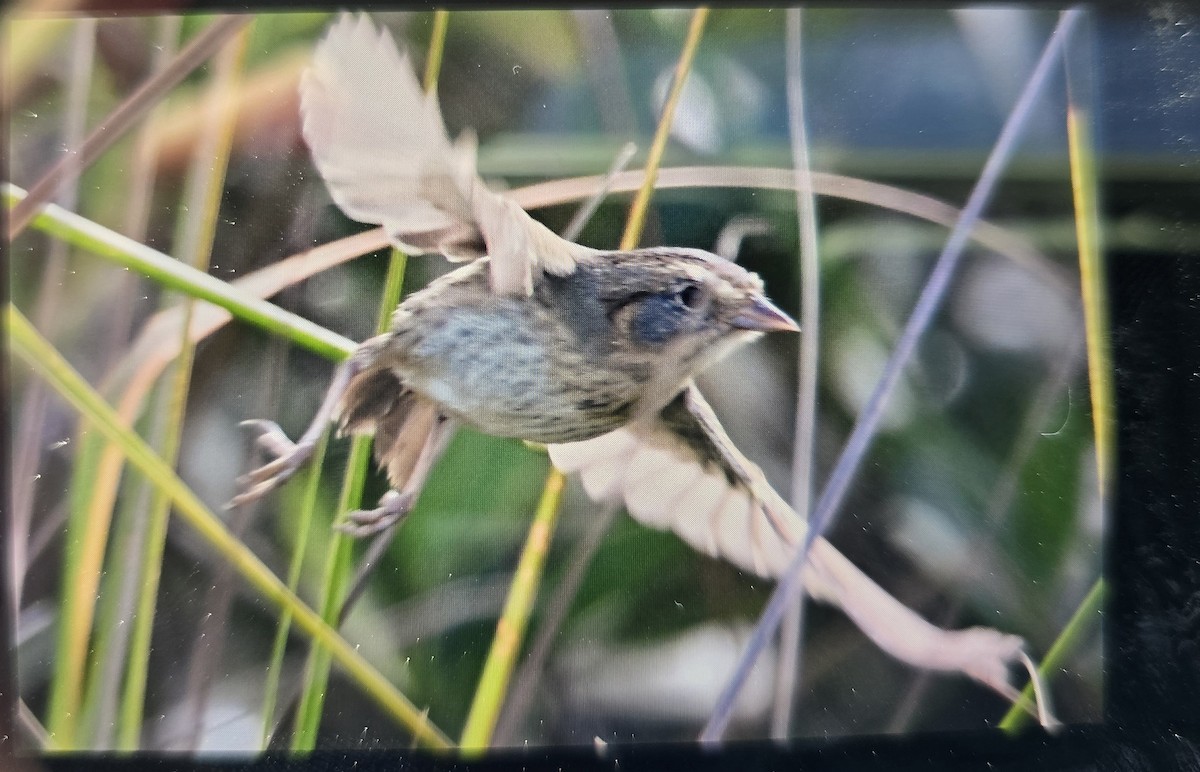 Nelson's Sparrow - ML647357764