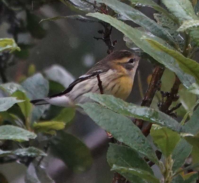 Blackburnian Warbler - ML647357765