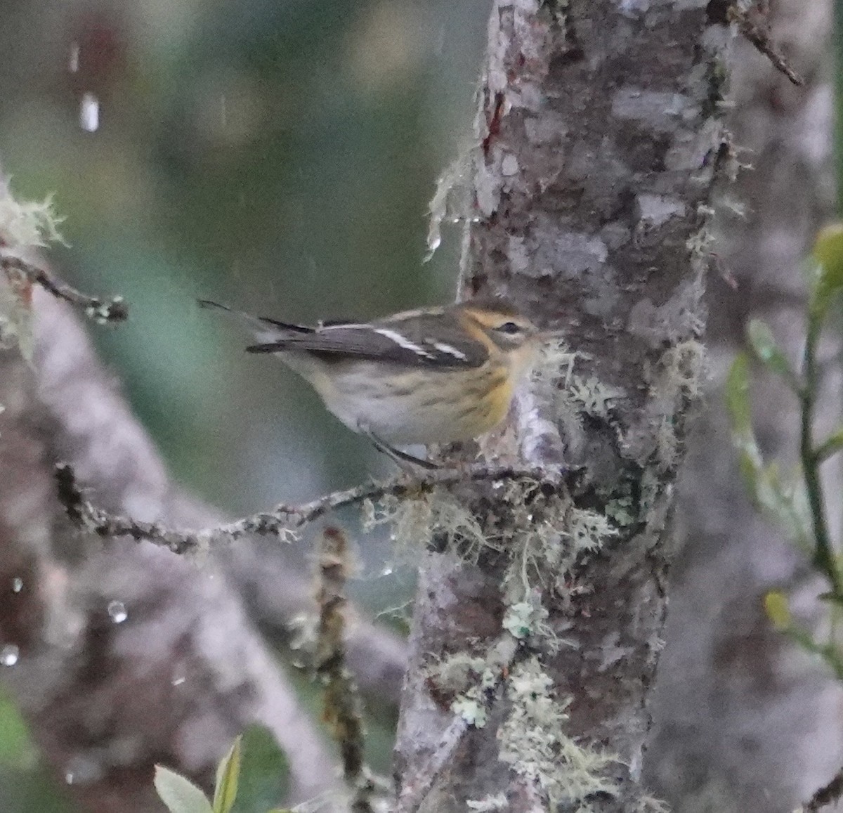 Blackburnian Warbler - ML647357766