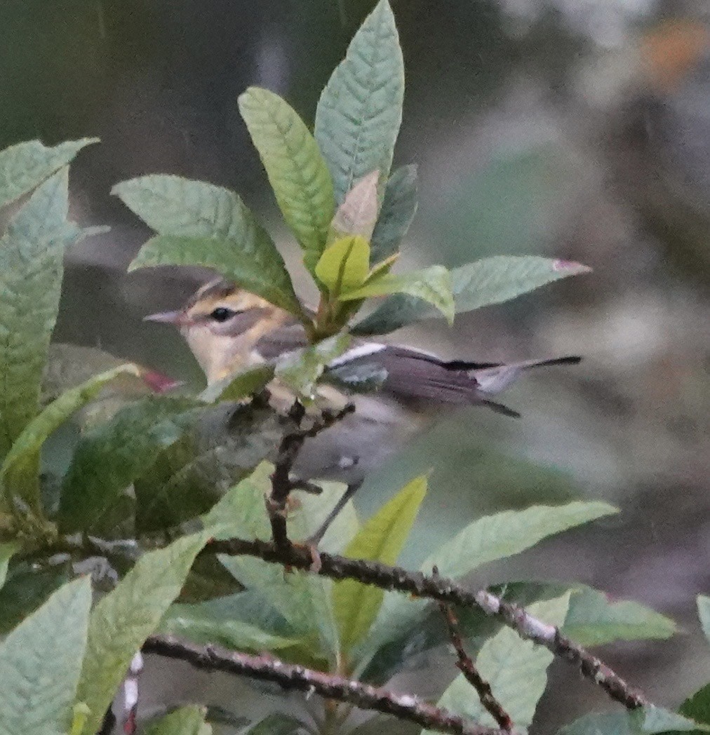 Blackburnian Warbler - ML647357767