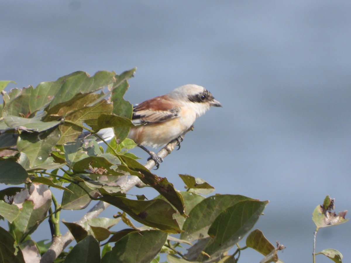 Bay-backed Shrike - ML647357774