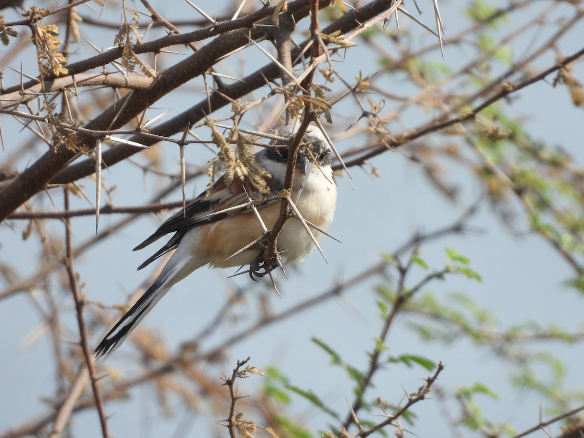 Bay-backed Shrike - ML647357777