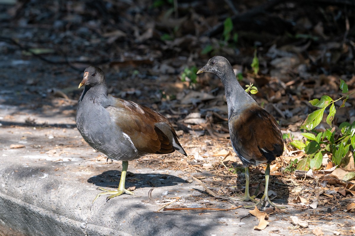 slípka americká - ML647357803